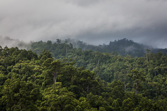 A view of dense rainforest with low hanging clouds hovering above it
