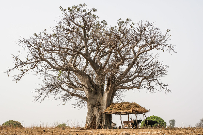 Animals stand by a shelter under a baobab tree