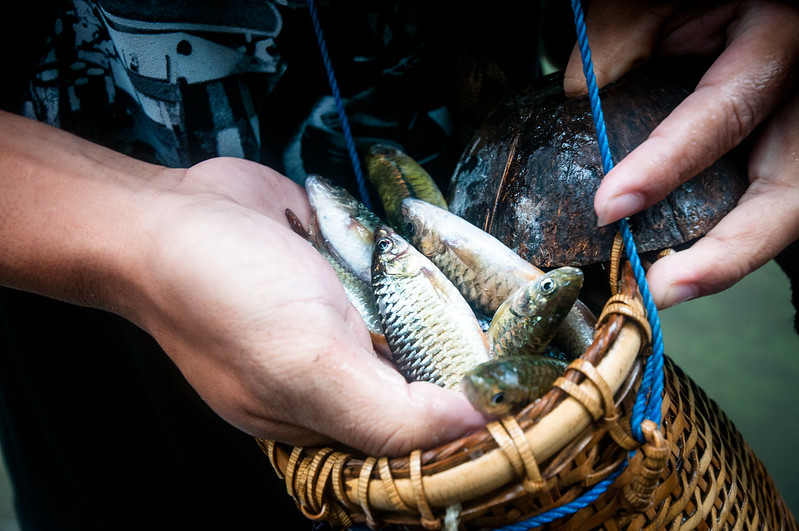 Displaying fish in a basket