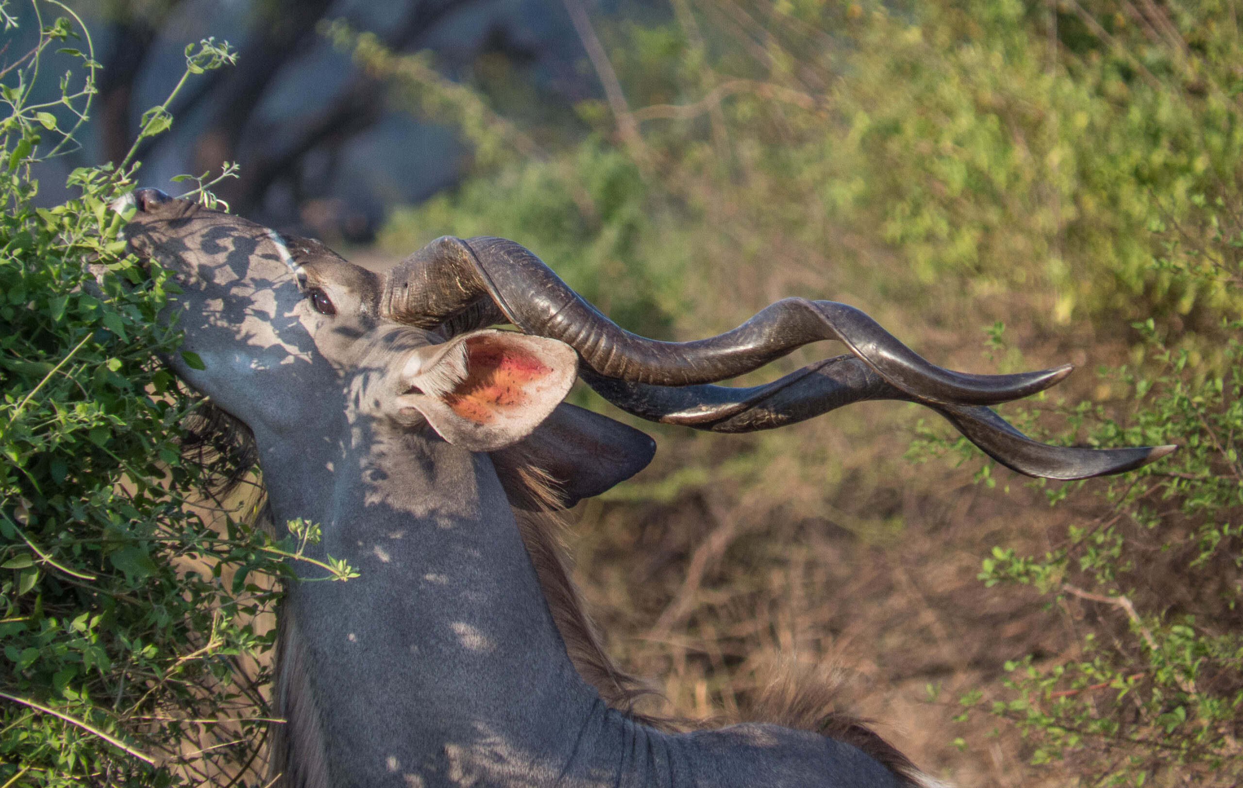 Zambia: Schooling up on sustainable game ranch management