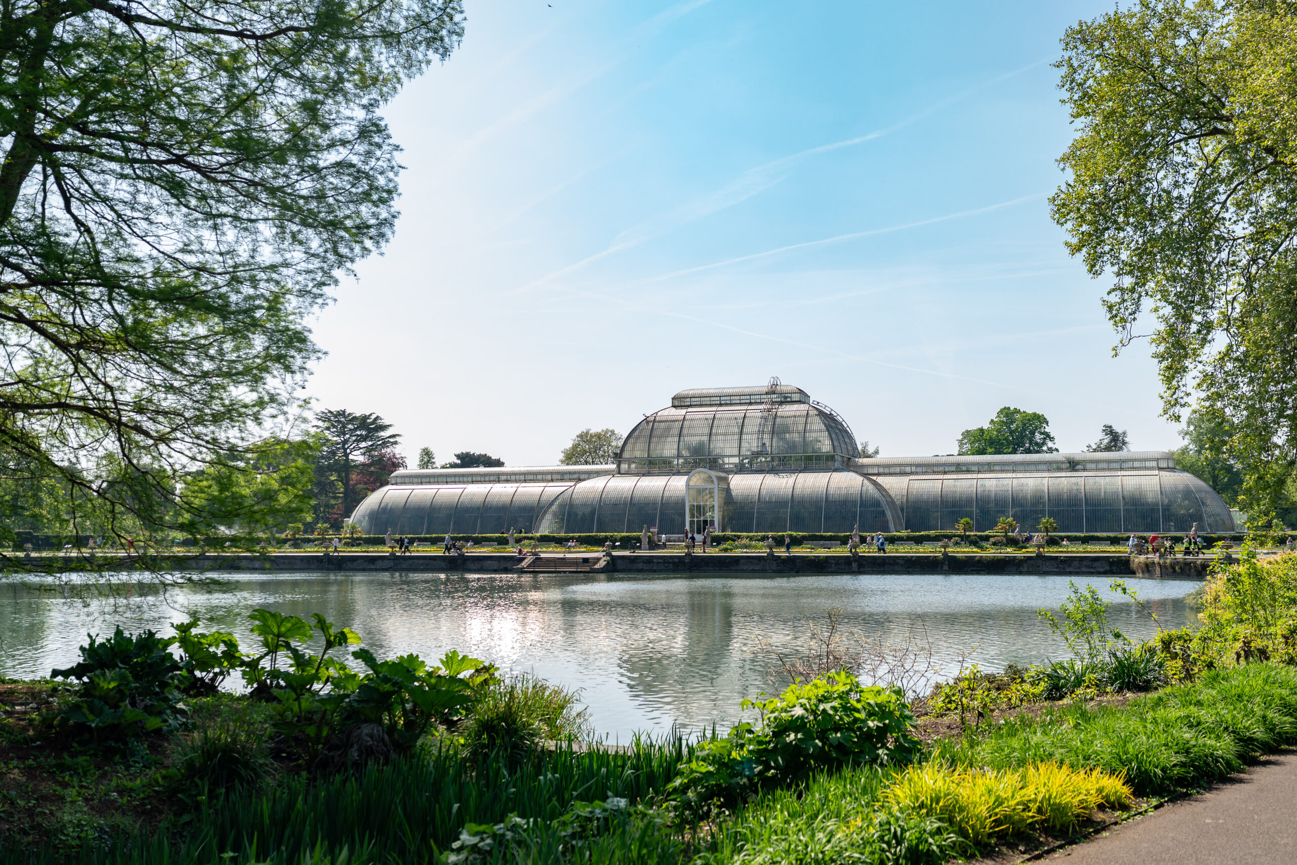 “What is a tree?”