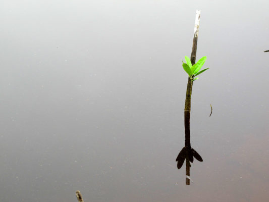 Small mangrove surrounded by still water