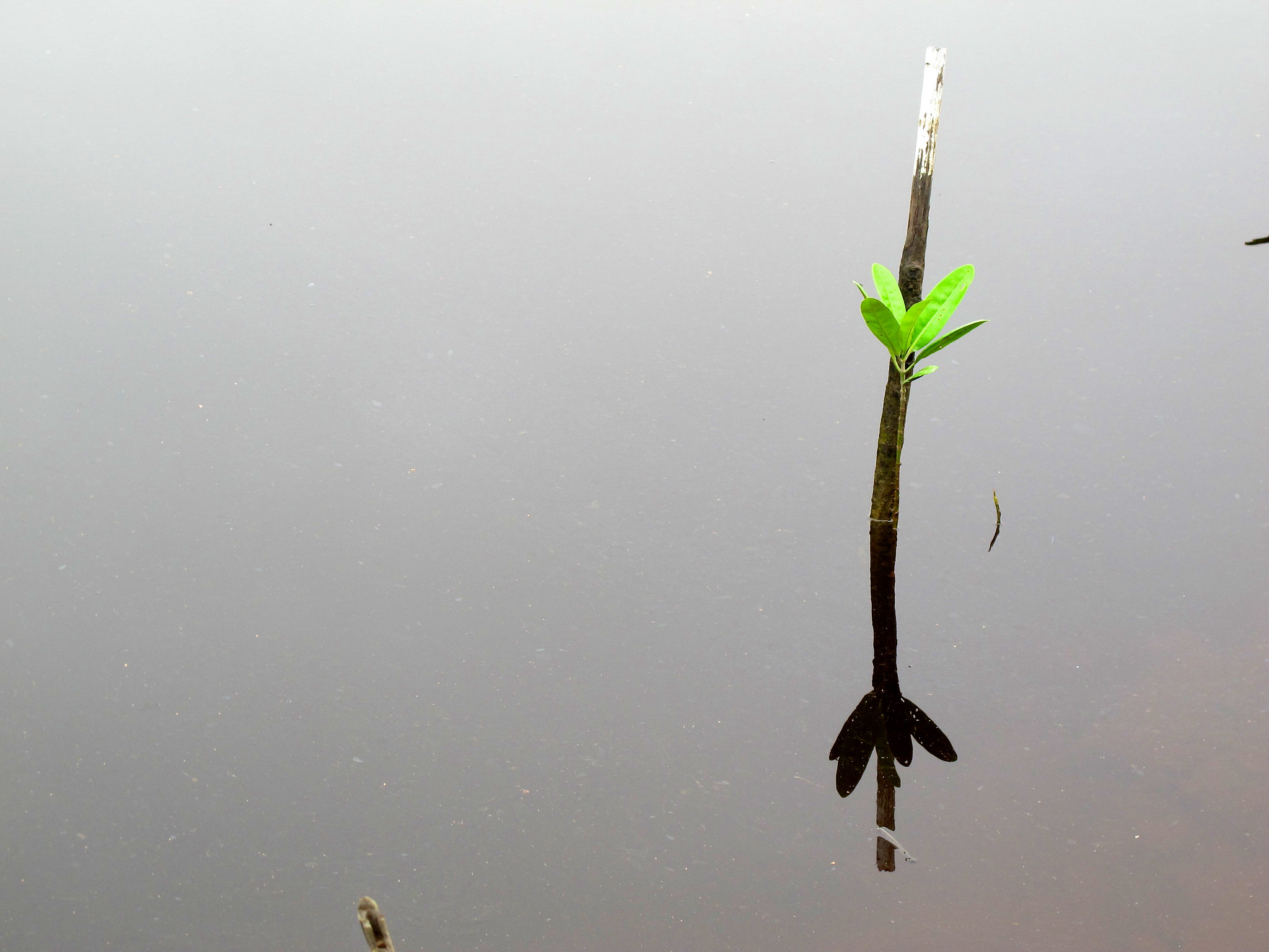 Numbers not neutral and only part of a story, say scientists at GLF Bonn