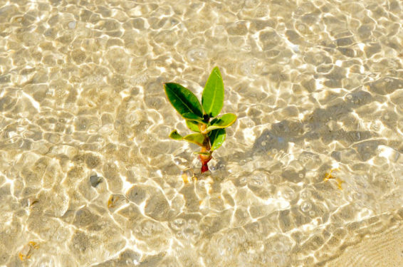 Tiny mangrove in rippling water