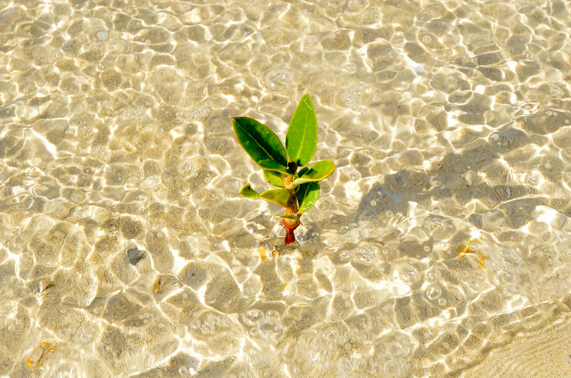 Love mangroves? Share your pictures with the world