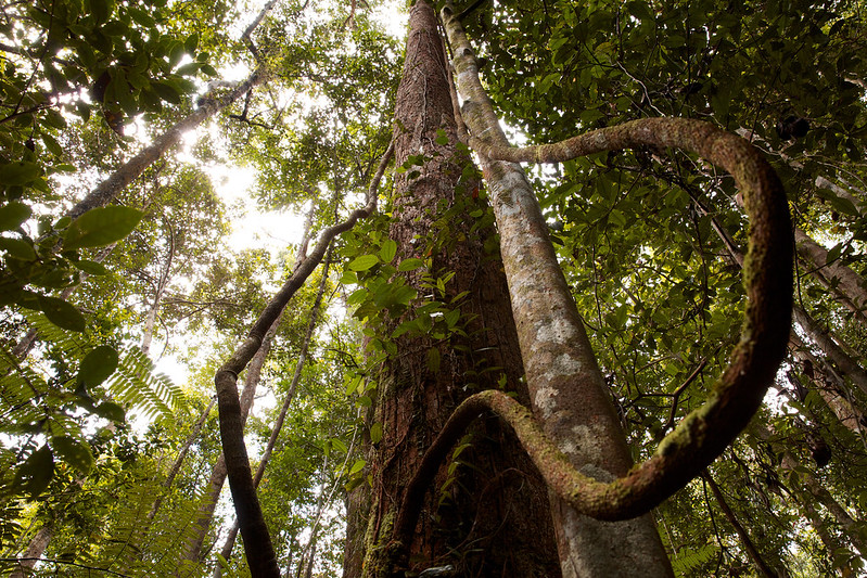 A large vine hangs from a tree