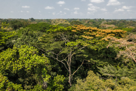 humid forests of the Congo Basin
