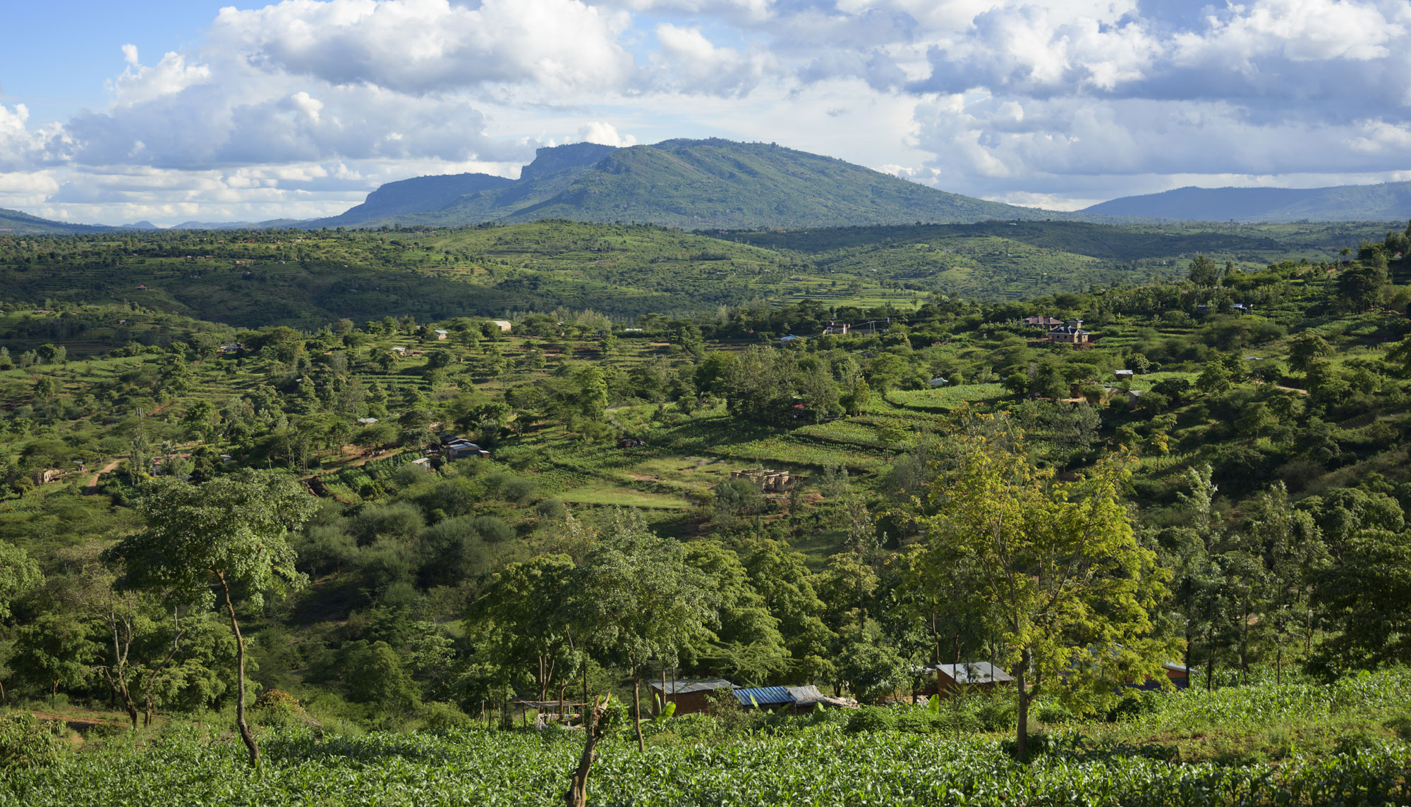 Kenyan farmers adopt new agroforestry strategies through research in development program