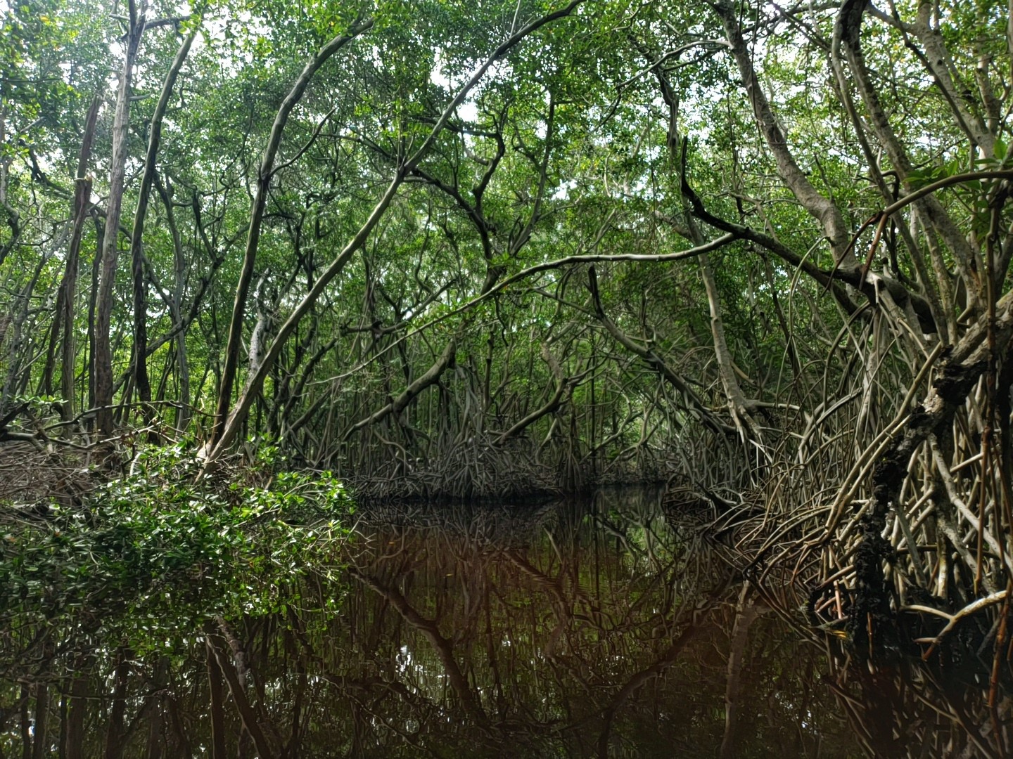 Diez preguntas para entender por qué necesitamos más manglares, más que nunca