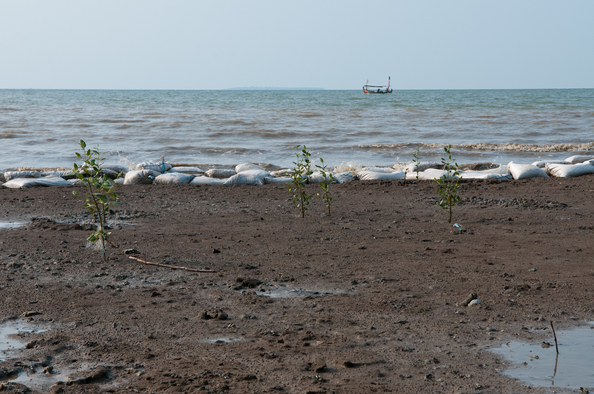 Menanam pohon: Dikerjakan atau tidak?