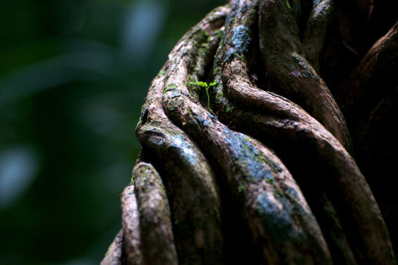 A tiny green shoot grows out of a thick vine