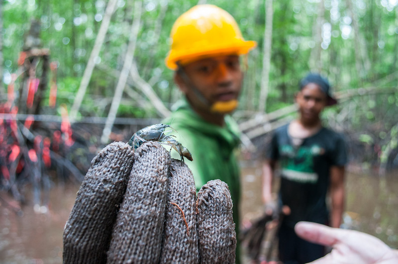 The carbon on your plate: mangrove and aquaculture