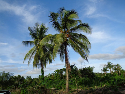 Two palm trees