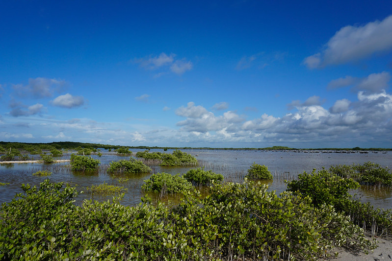 Mangroves: Amphibious defenders against extreme climate events