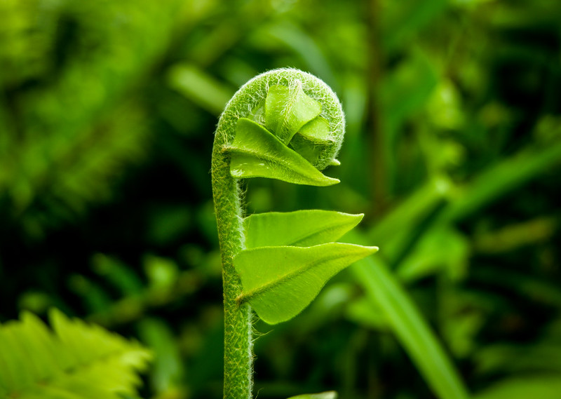 A vibrant green fern shoot unfurls