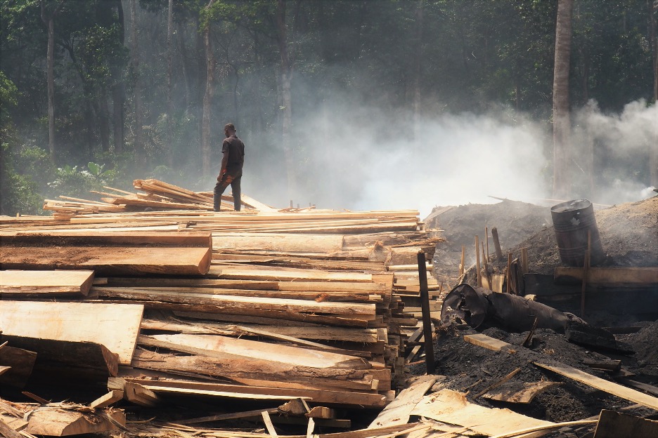 Circular economy is the future of wood fuel production in Cameroon