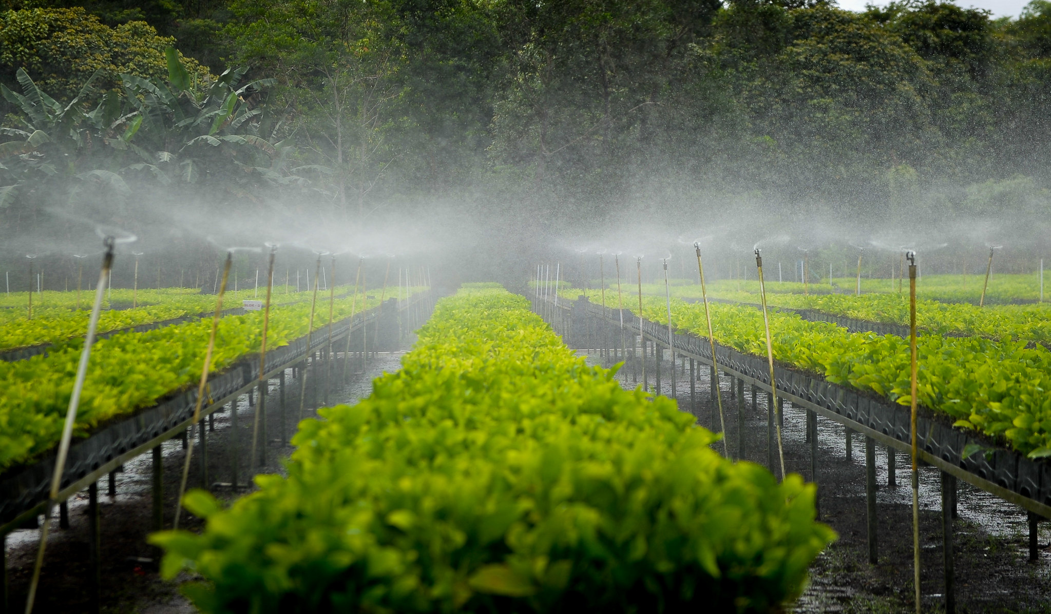 Indonesia mengutamakan masyarakat dan lingkungan dalam upaya restorasi lahan gambut