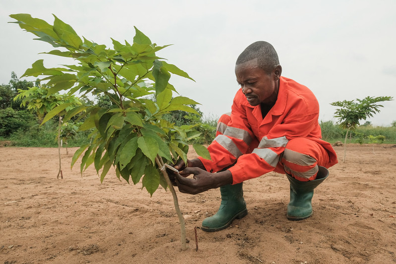 Tree planting is critical for sustainable future but can’t fix climate change on its own