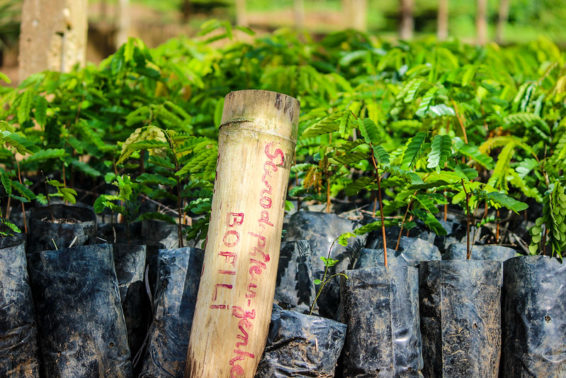 Trees in a nursery