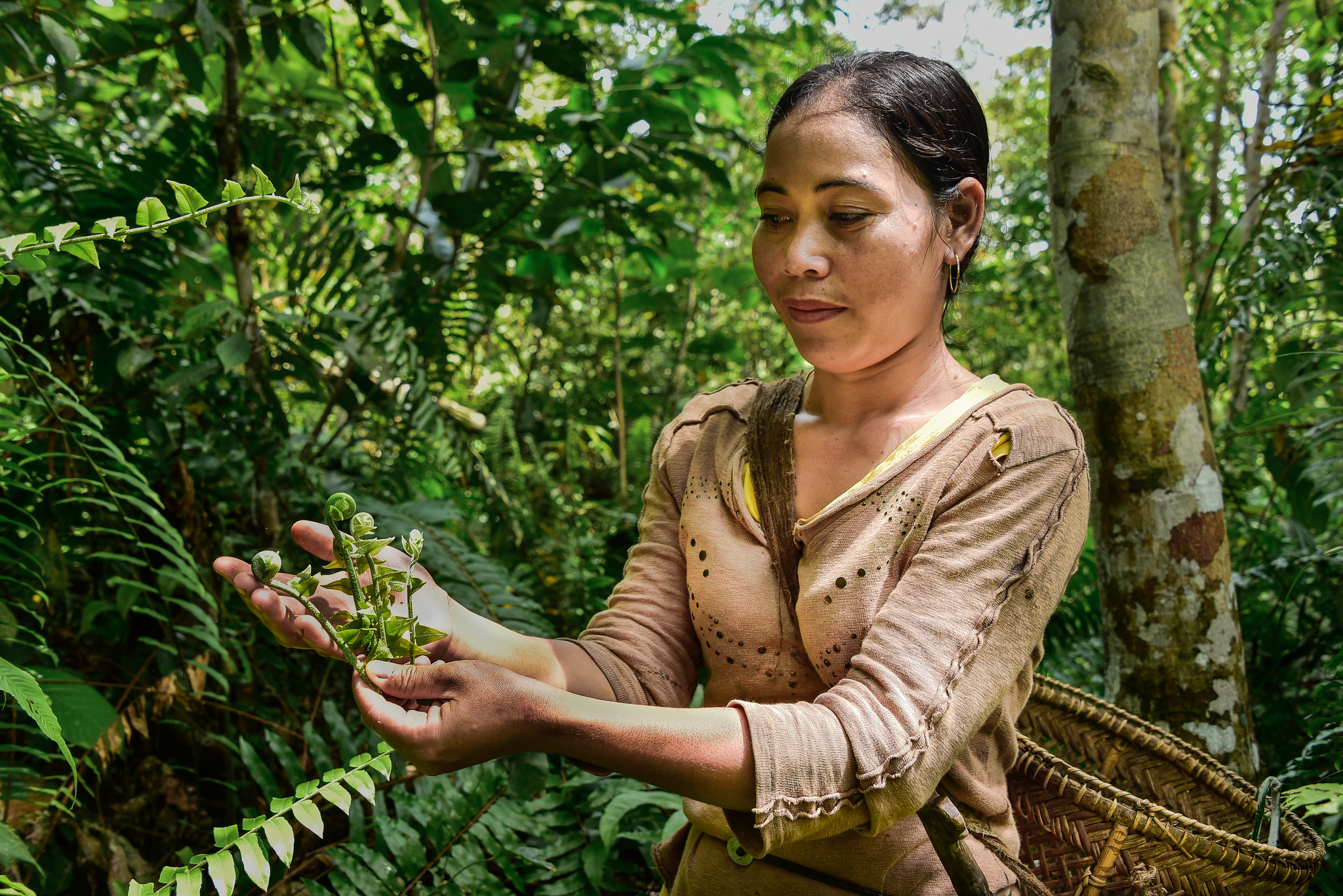 Bagaimana pilihan pangan kita menghancurkan hutan dan mendekatkan kita dengan virus
