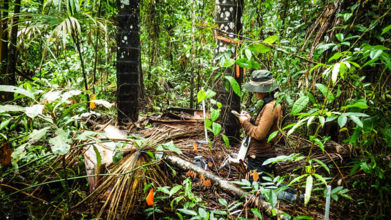 Peat degradation