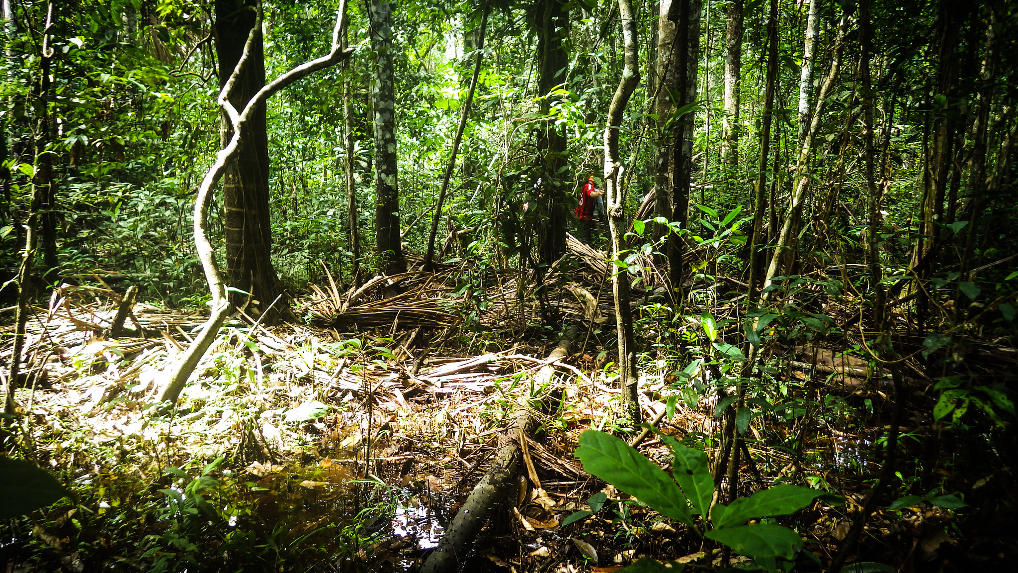 Mártir da Amazônia: o legado de Chico Mendes