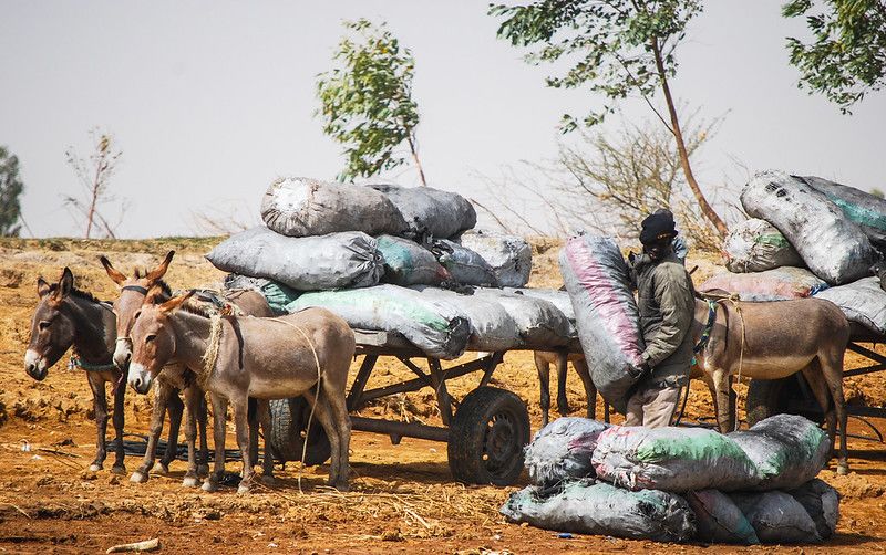 Photo by Daniel Tiveau/CIFOR