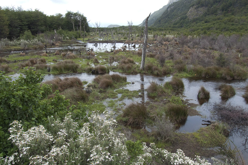 Peatland in Tierra del Fuego