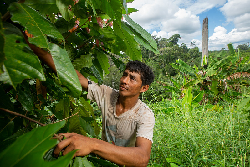 Man examines cocoa