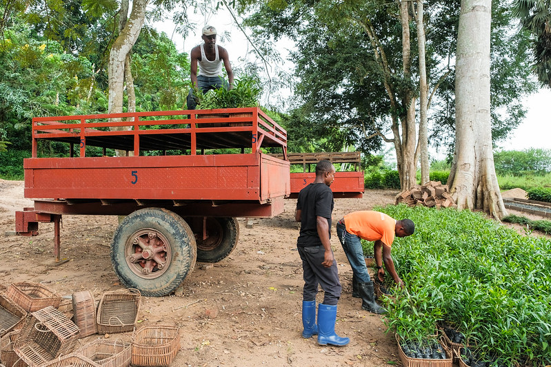 Six tips for Africa’s restoration entrepreneurs