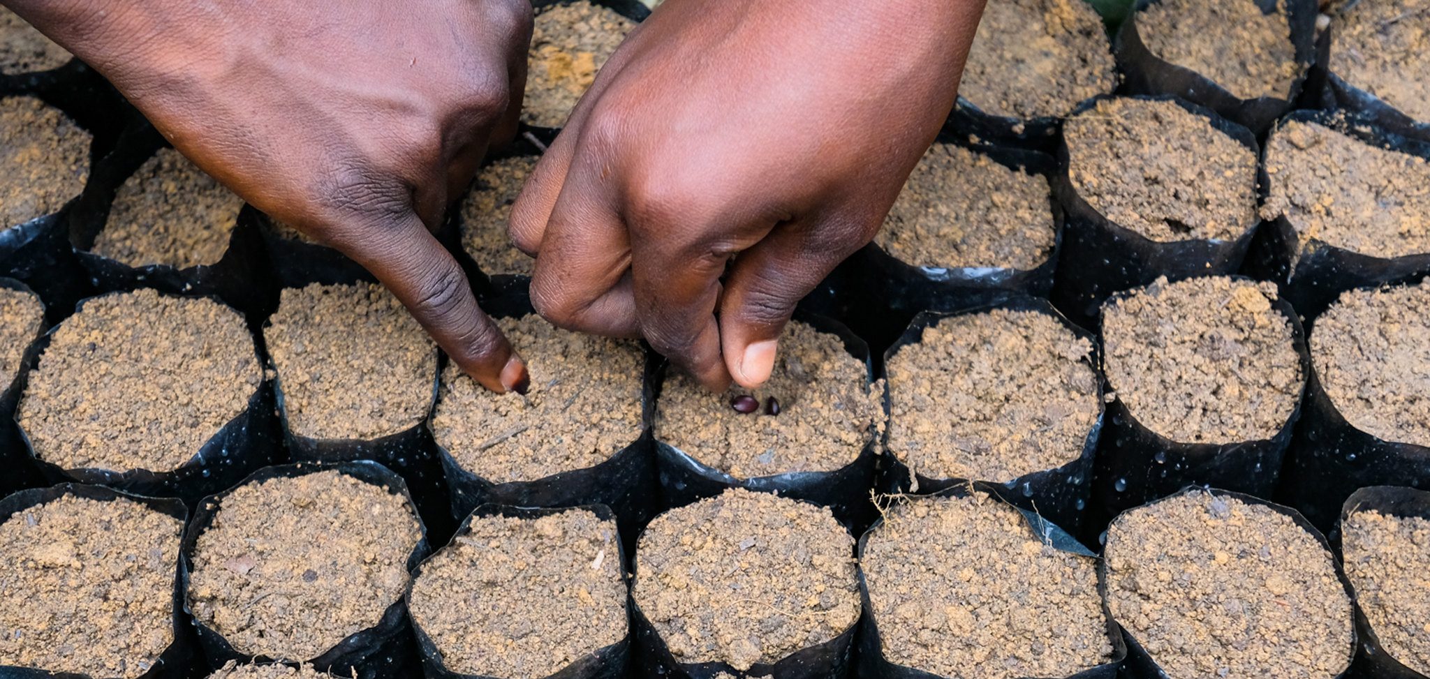 Hands planting tree seeds in soil, symbolising restoration and growth across Africa.