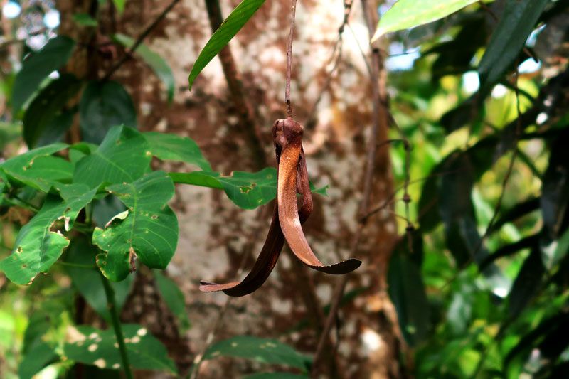 Tengkawang (Shorea spp.) seed