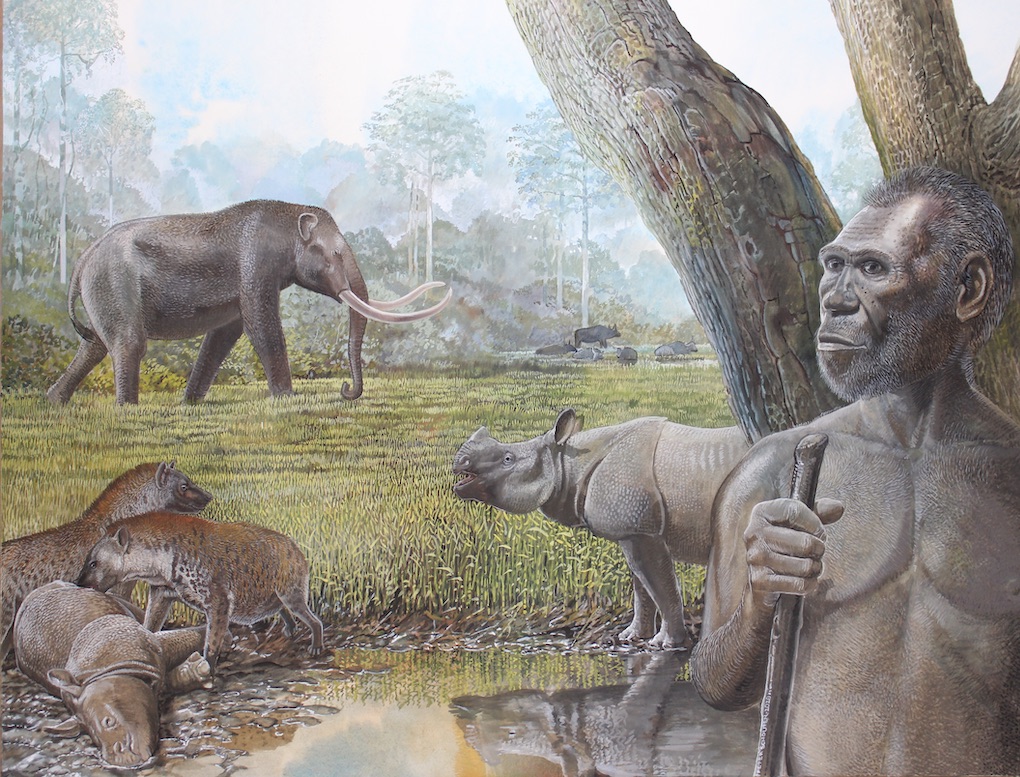 Rainforests led to extinction of megafauna in Southeast Asia, study says
