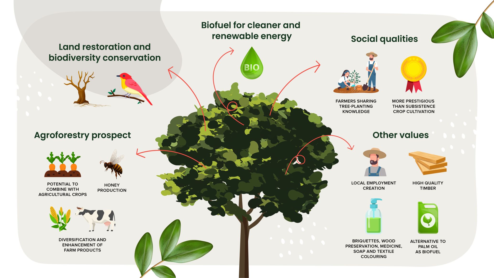 Traditional Tamanu: Healing land and body