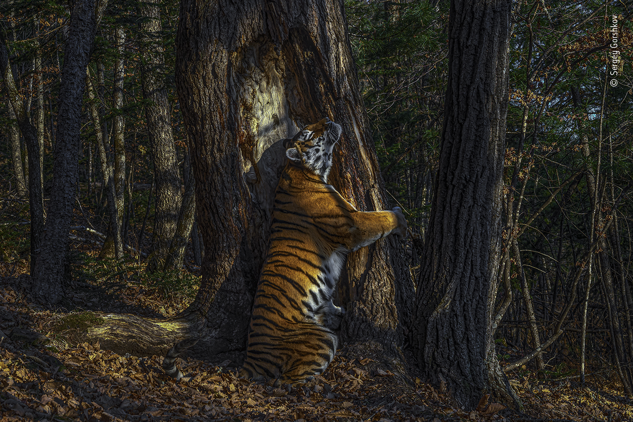 Image of tree-hugging tiger wins 2020 wildlife photographer award