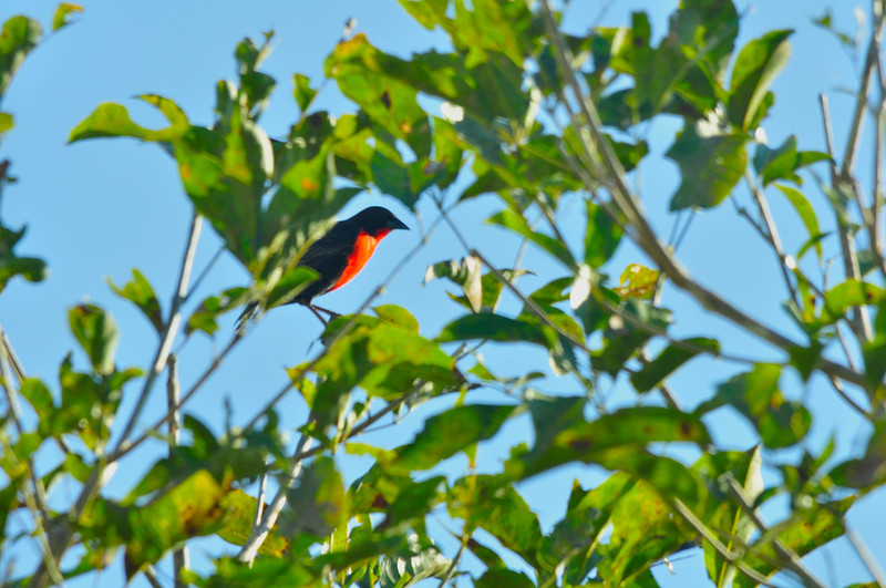 Keeping ecosystems intact, keeping humanity alive