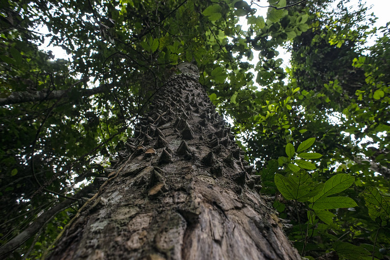 Taking stock of REDD+ in Democratic Republic of Congo