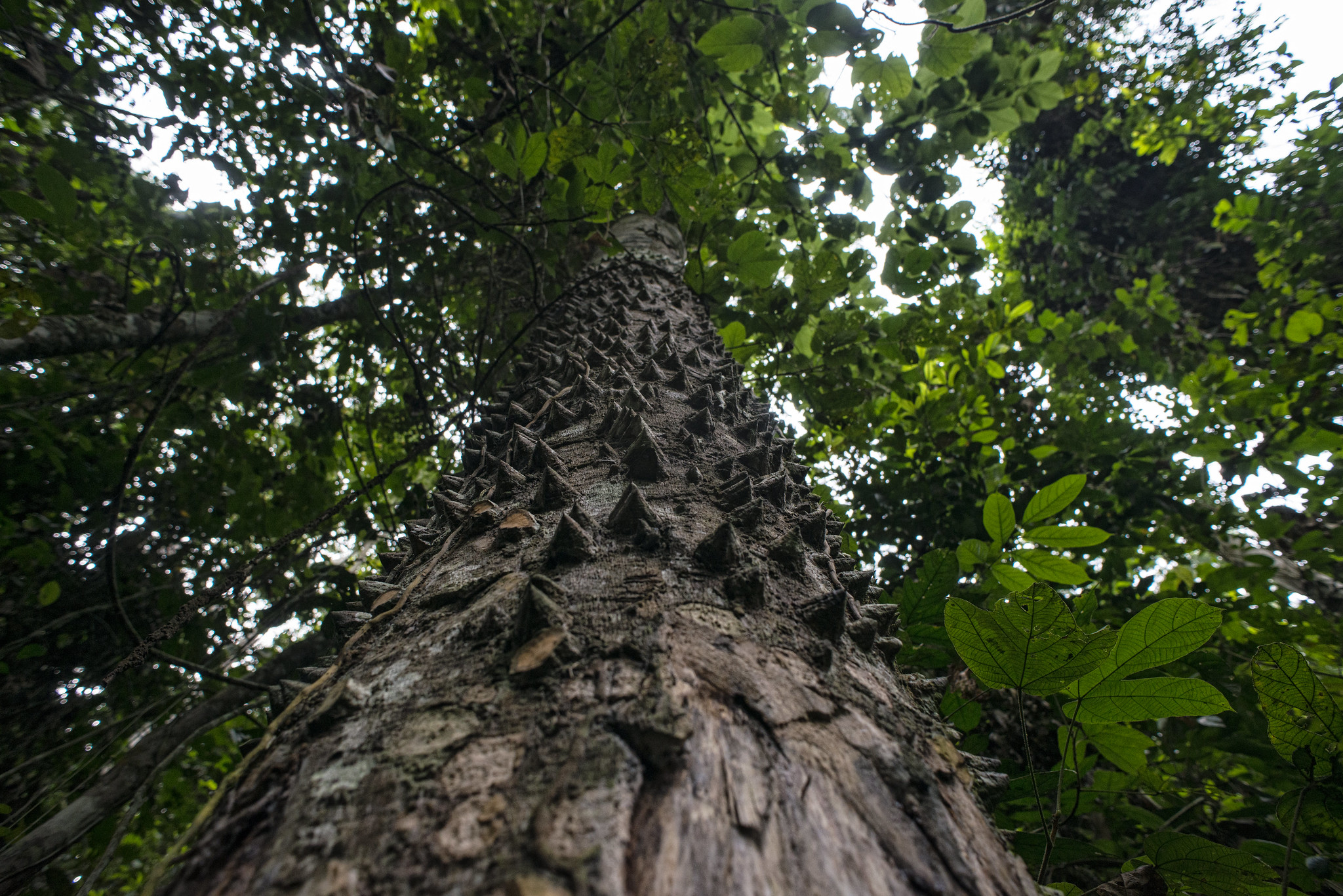 Faire le bilan de la REDD+ en RDC