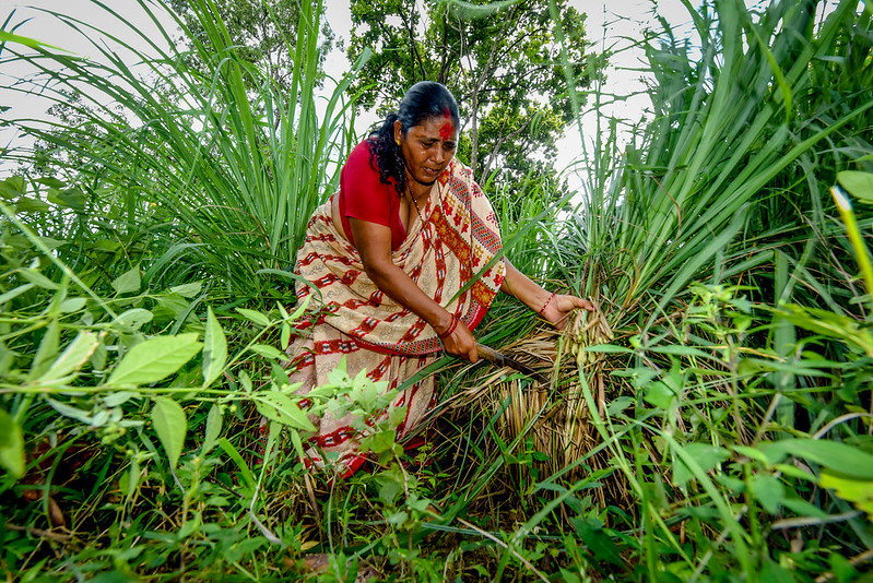 As the pandemic pushes millions toward poverty, forests and trees can safeguard livelihoods