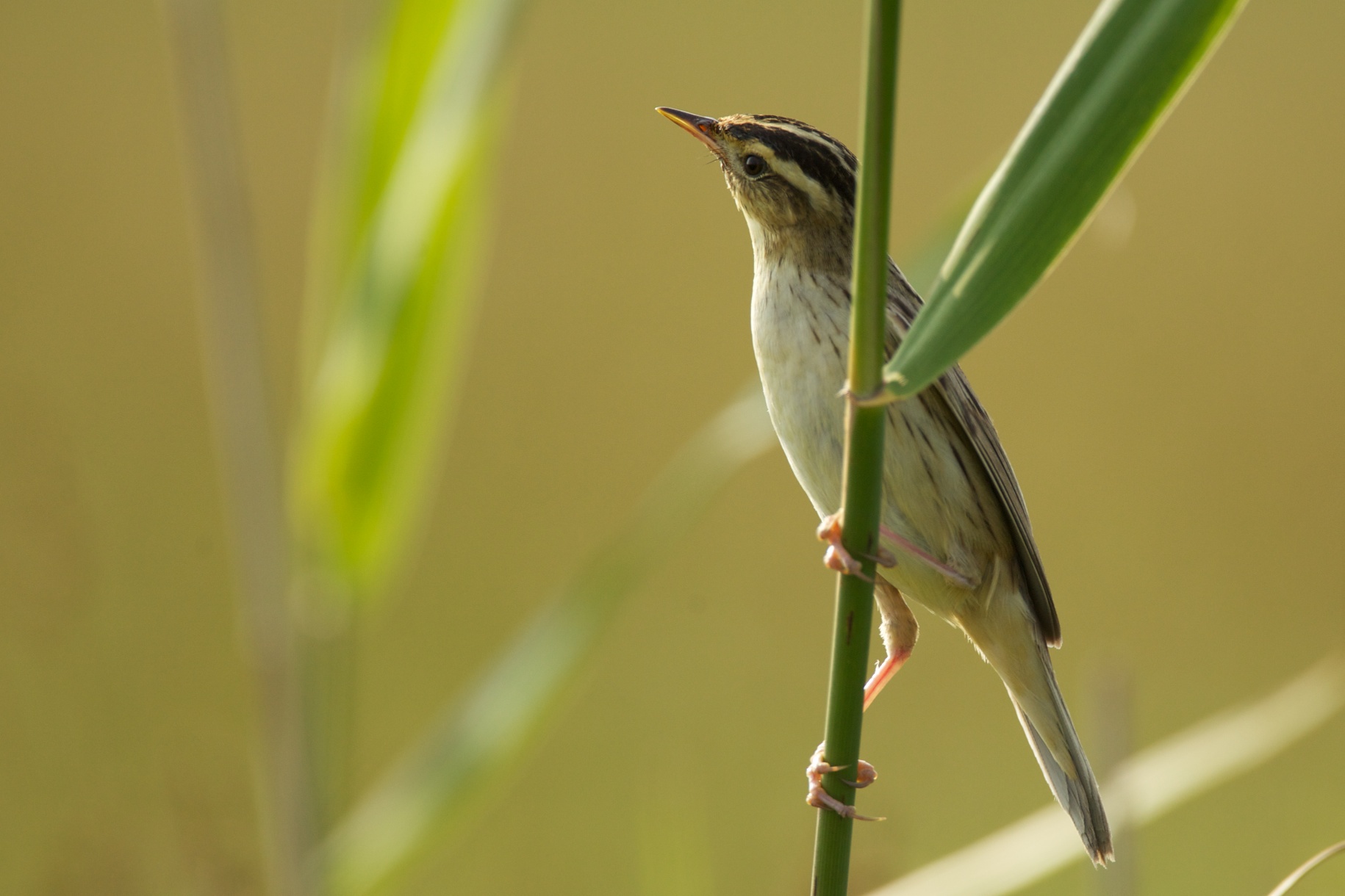 Peatlands as a safe haven for rare and threatened biodiversity