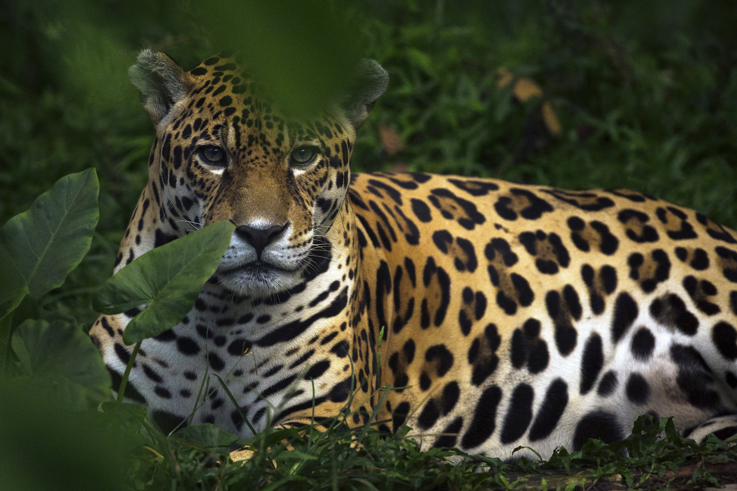 Invertir en lo que sí es urgente: sin biodiversidad no vamos a sobrevivir