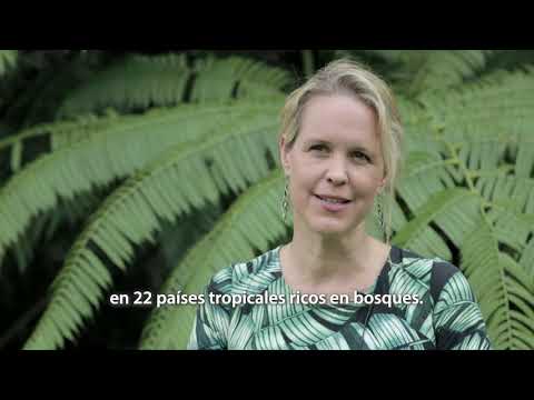 Acerca del Estudio Global Comparativo de CIFOR sobre REDD+