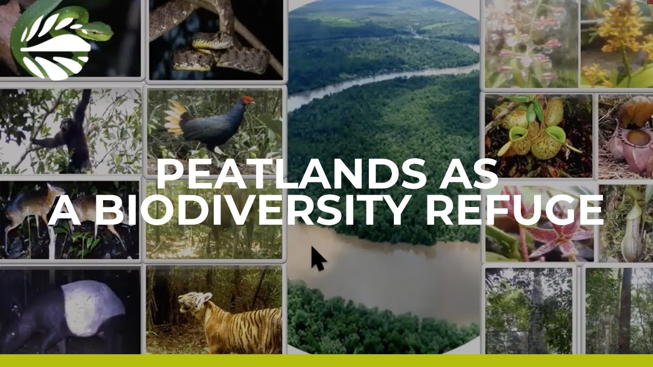 Peatlands, a Super Nature Based Solution (Spanish audio)