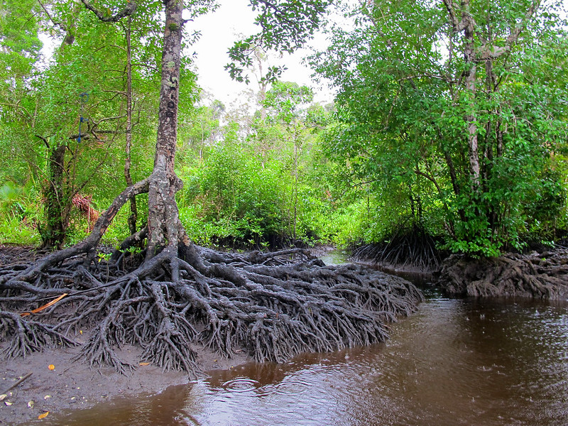Indonesia creates expert wetlands team to revitalize development goal efforts