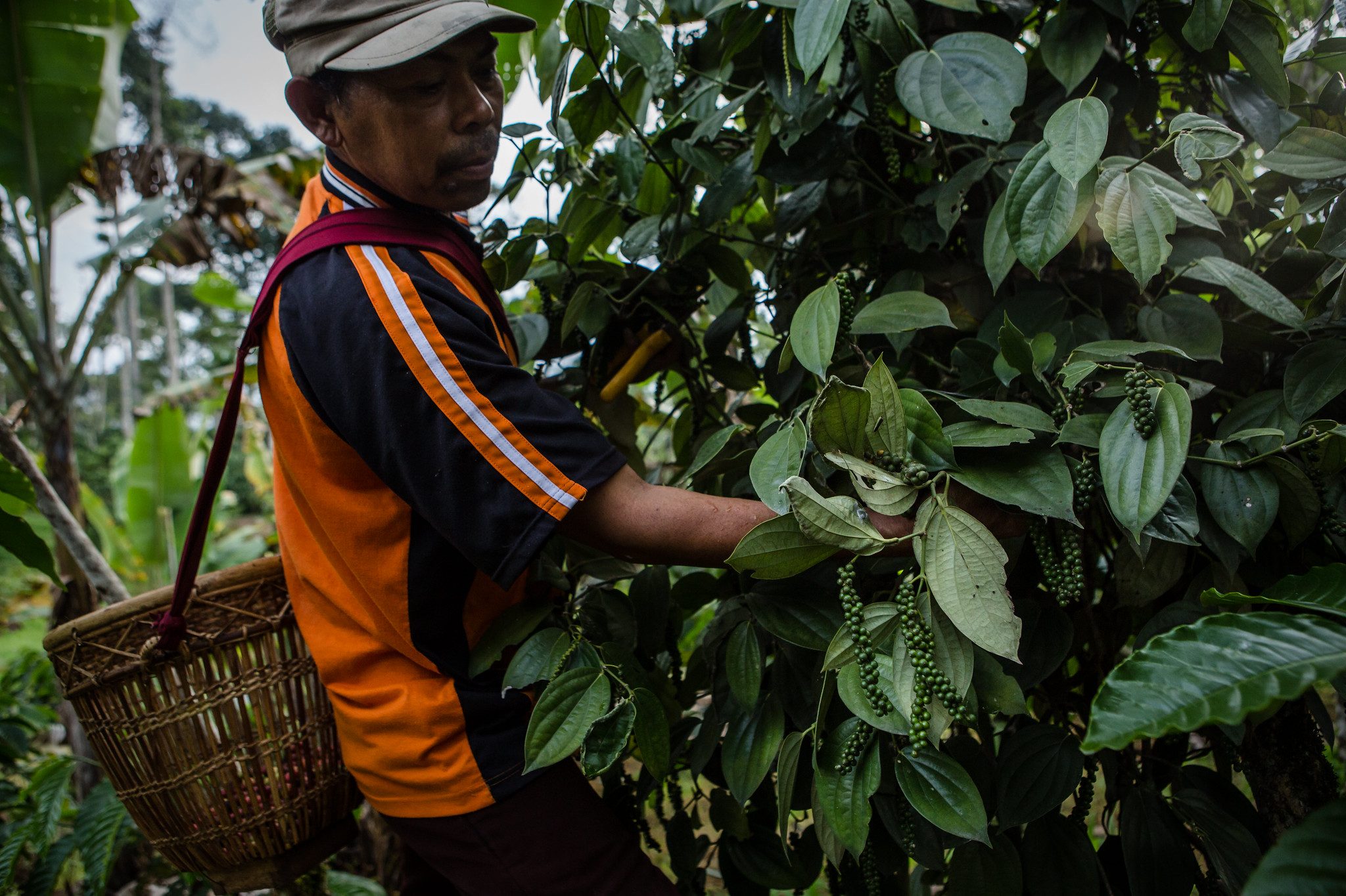 Intervensi Tenurial Membantu Memperbaiki Kesejahteraan Manusia dan Bumi