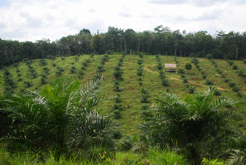 Indonesia’s oil palm smallholders need more support for certification, study finds