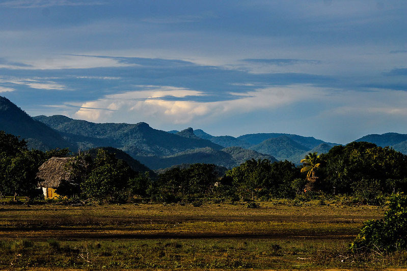 Making the most of forest monitoring in Guyana