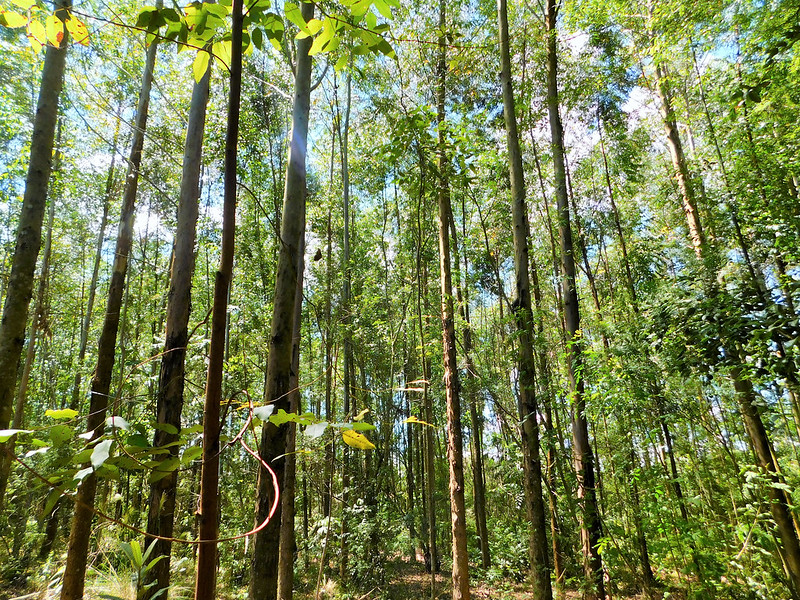 How one Brazilian state is tackling deforestation within its borders