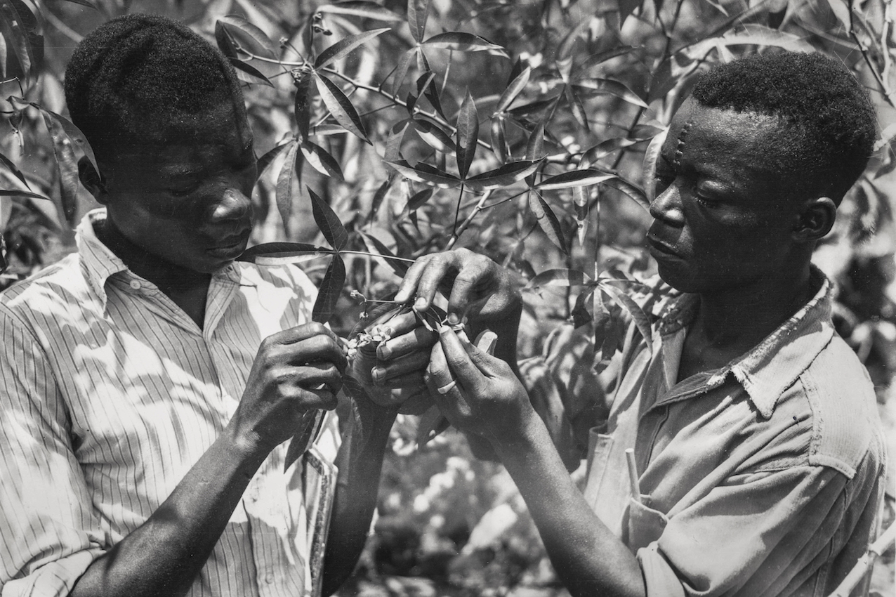 Photo exhibit traces history of Congolese rainforest research station
