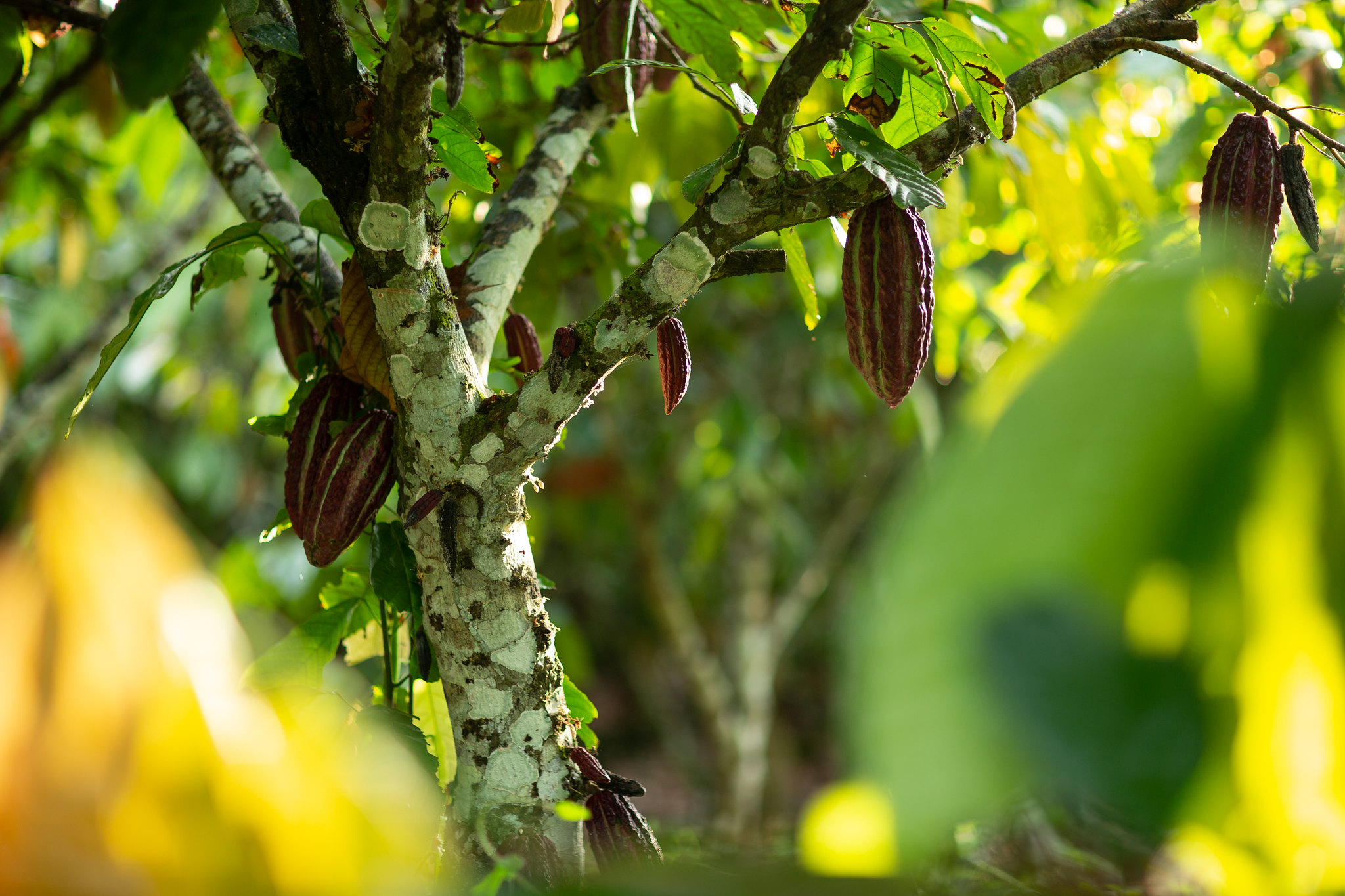 ‘Pohon Pangan’ untuk Pemenuhan Target Nutrisi dan Restorasi Bentang Alam